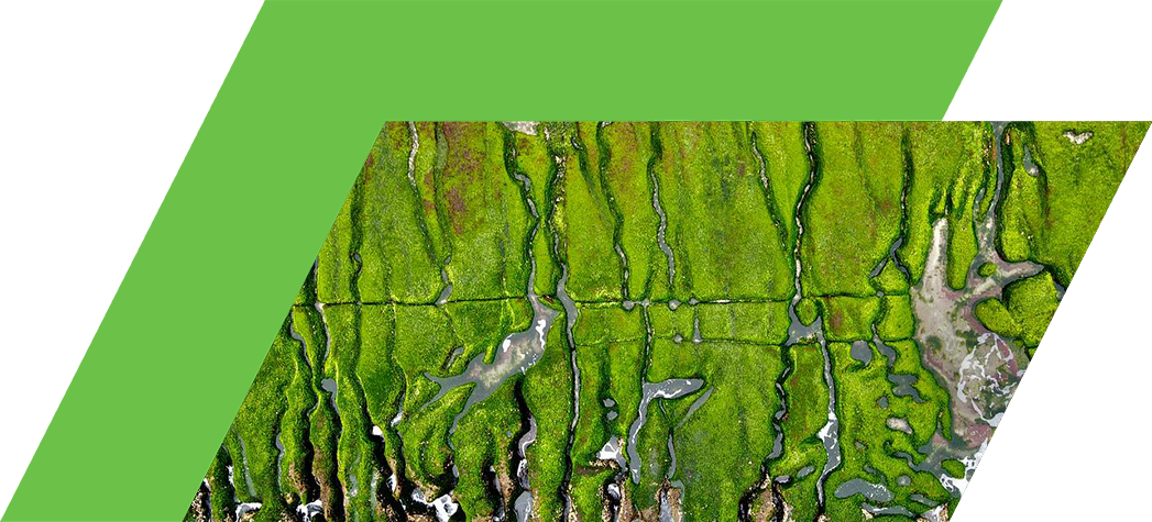 Aerial view of a vibrant green coastal area with intricate patterns of seaweed and water channels.