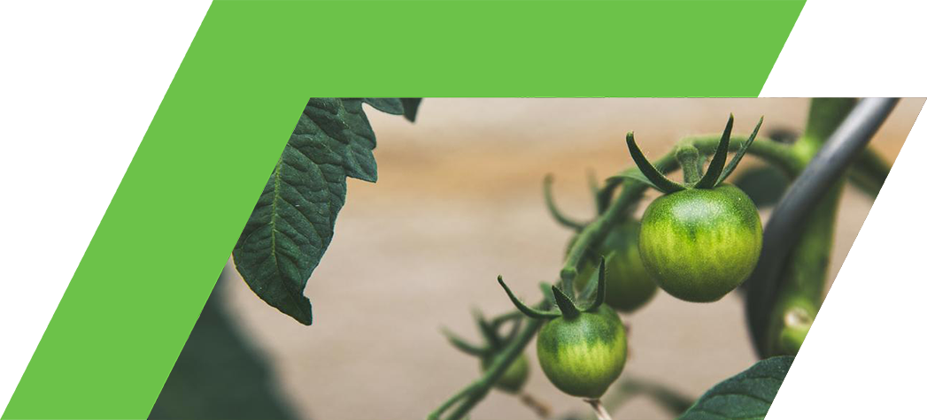 Close-up of green tomatoes growing on a vine surrounded by lush green leaves.