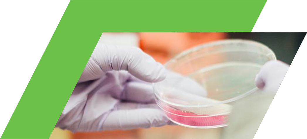 A gloved hand holds a petri dish containing a pink liquid in a laboratory setting.