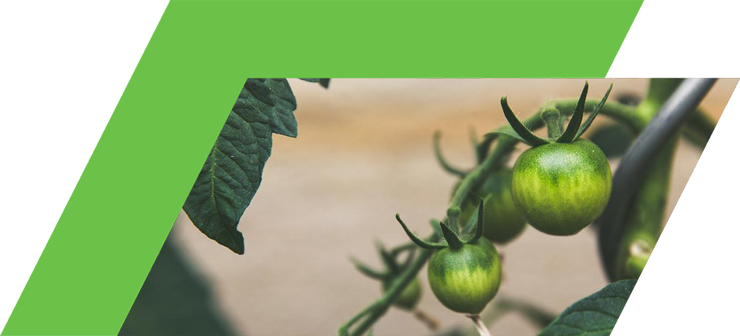 Green tomatoes growing on a vine among leafy foliage.