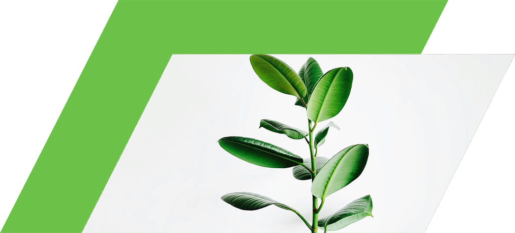 A green plant with large leaves against a white background.