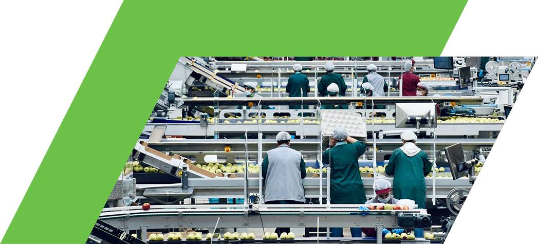 Workers in a large fruit processing facility sort apples on conveyor belts.