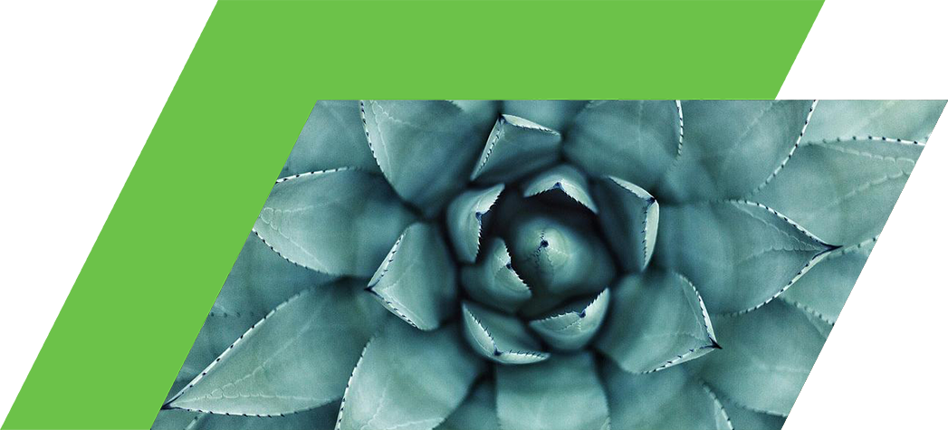 A close-up aerial view of a succulent plant with layered, pointed leaves in varying shades of green.