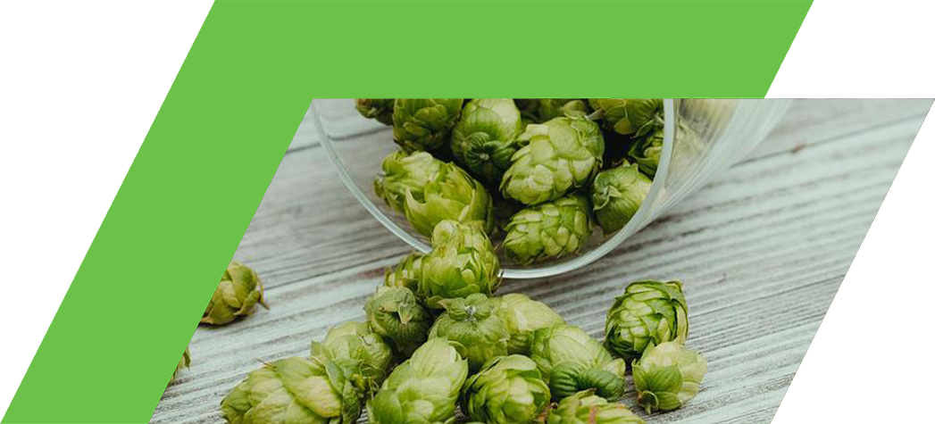 A glass jar tipped over with fresh green hops scattered on a wooden surface.