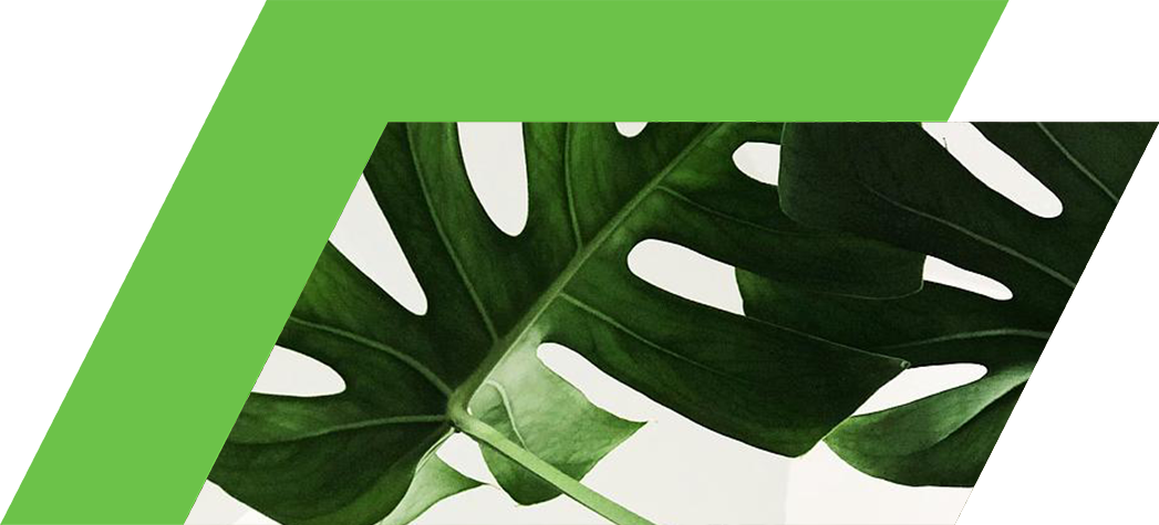 Close-up of vibrant green monstera leaves against a white background.