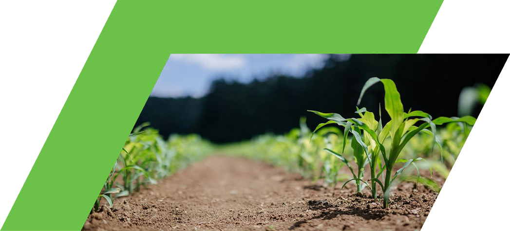 A close-up view of young corn plants growing in a field with a blurred background.