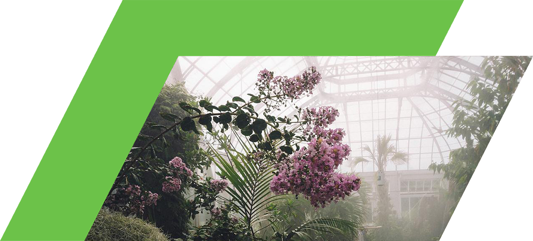 A lush greenhouse filled with tropical plants and blooming pink flowers under a misty atmosphere.