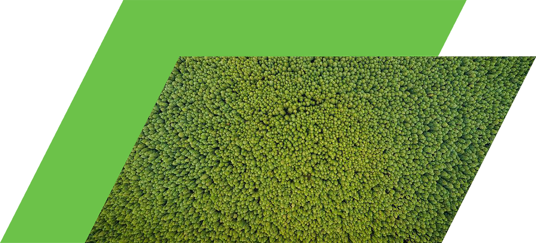Aerial view of a dense, lush green forest canopy.