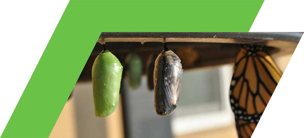 A close-up of butterfly chrysalises in various stages of metamorphosis, with a newly emerged butterfly visible.