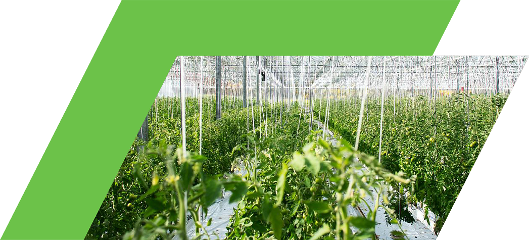A bright greenhouse filled with rows of lush green tomato plants.