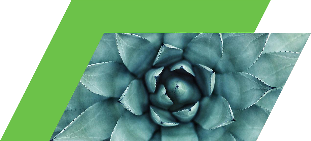 A close-up view of a succulent plant with symmetrical, pointed leaves arranged in a rosette pattern.