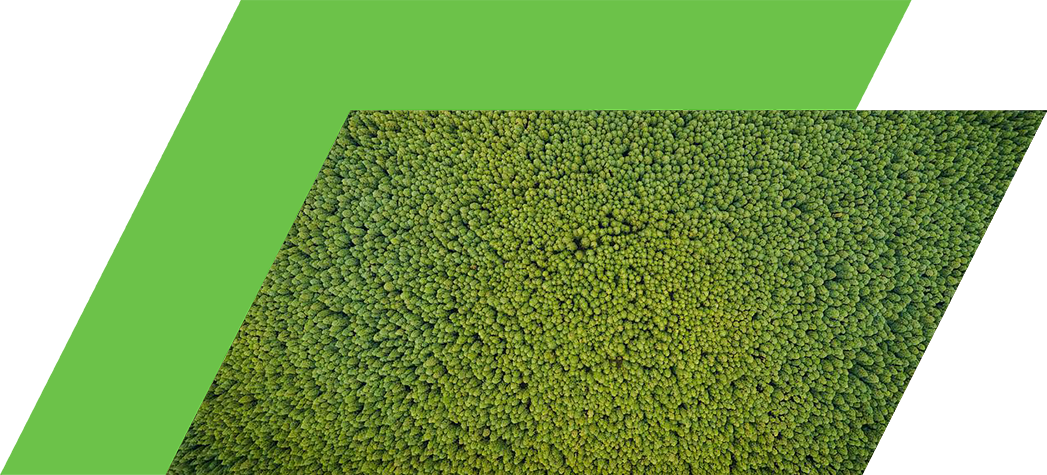 Aerial view of a densely packed green forest.