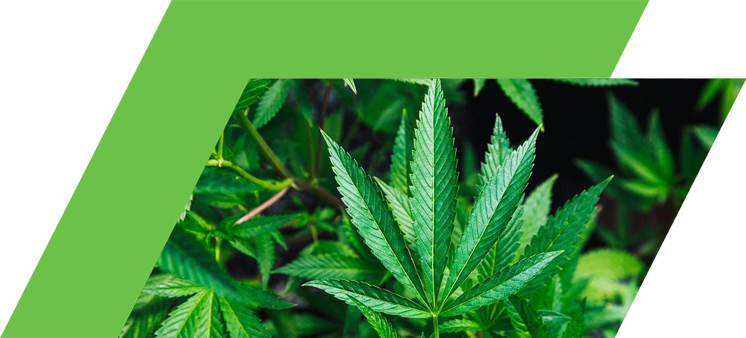 Close-up of vibrant green cannabis leaves in a natural setting.