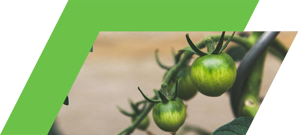 Close-up of green tomatoes growing on a vine surrounded by lush green leaves.