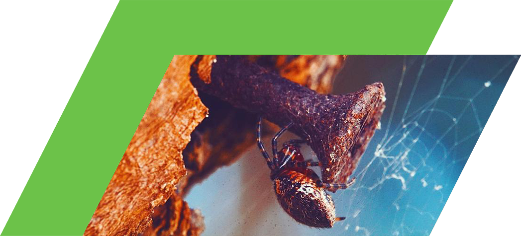 A close-up of a spider near a rusty nail, with a spiderweb in the background.