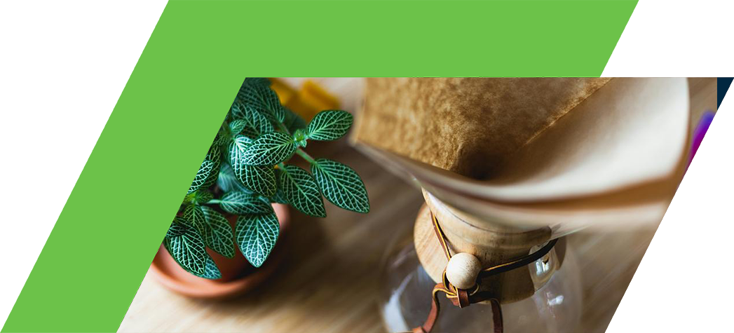 A top-down view of a Chemex coffee maker with a filter in place next to a potted plant with textured green leaves.