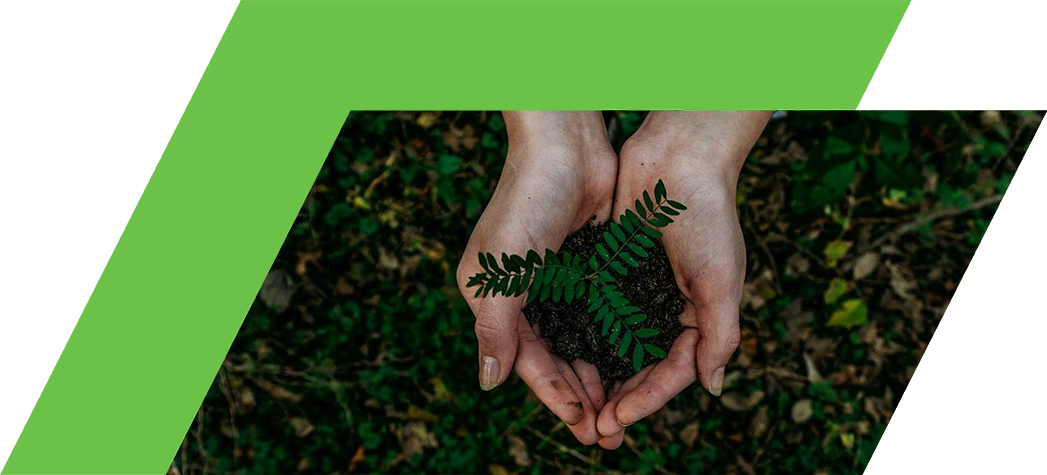 A pair of hands holds a small plant with green leaves and dark soil, surrounded by a natural, leafy background.