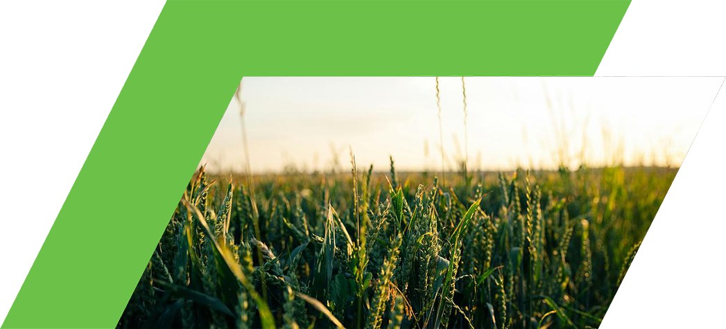 A close-up of wheat plants in a field under a sunset sky.