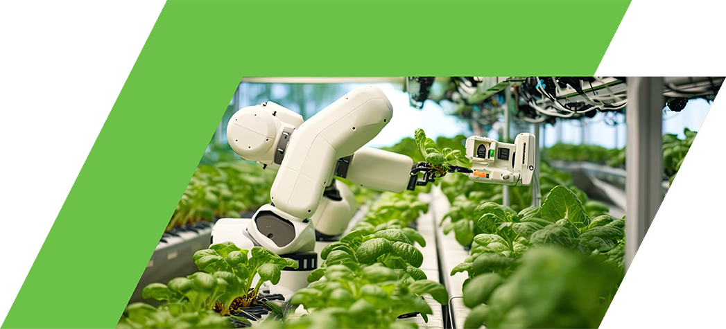Robots working in a greenhouse inspecting produce.
